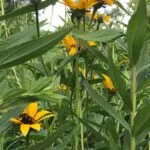 sunflowers in Ohio