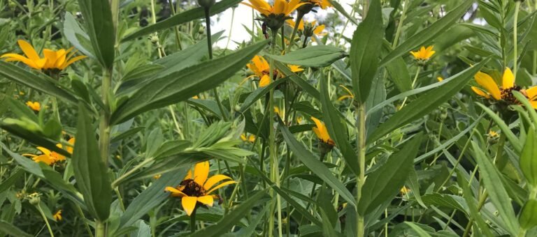 sunflowers in Ohio